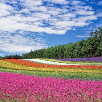 沙雕生存挑战最新版下载